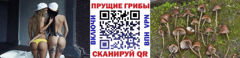 Псилоцибиновые грибы Psilocybe купить Рошаль
